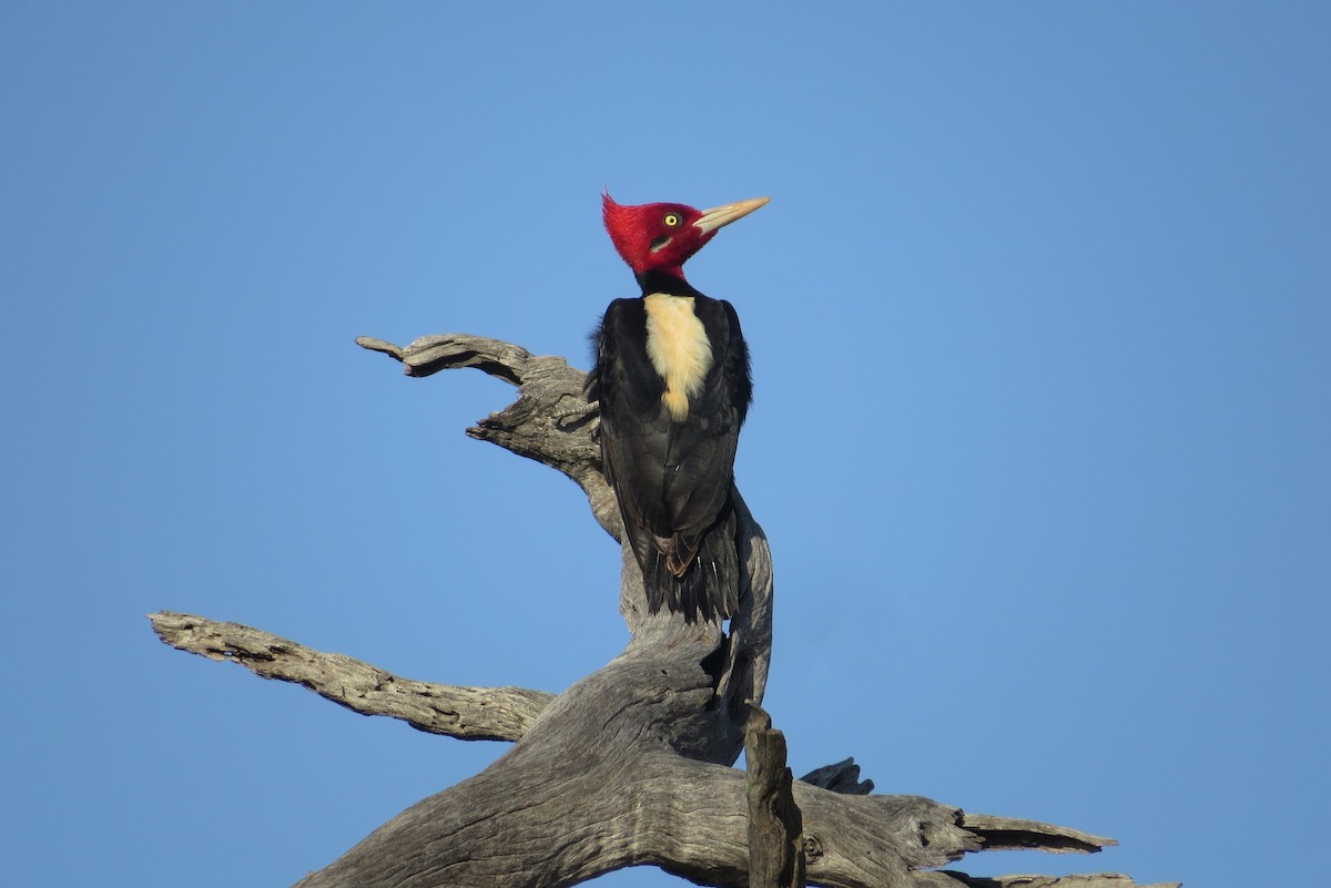 Cream-backed Woodpecker - Keir Randall