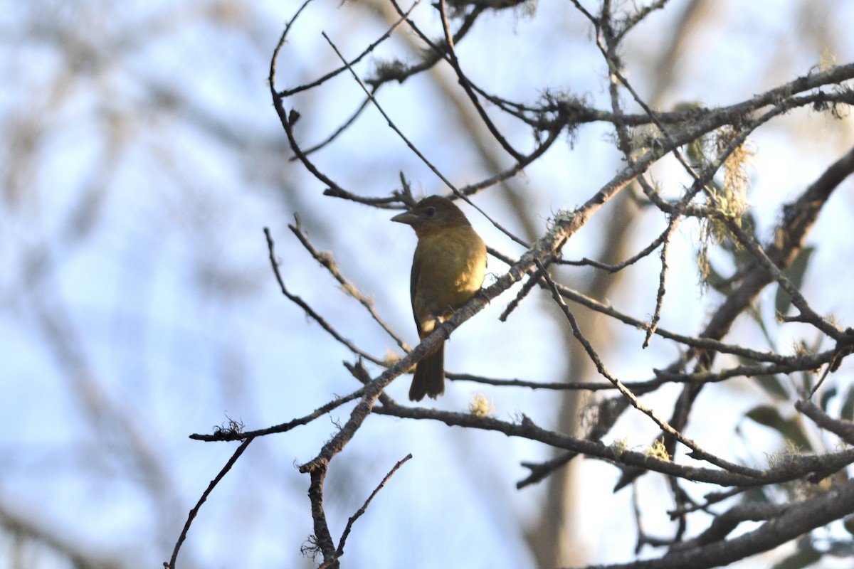 Summer Tanager - ML496462181
