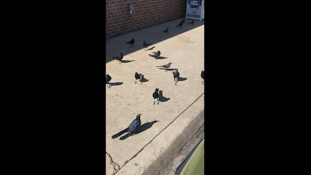 Great-tailed Grackle - ML496462721