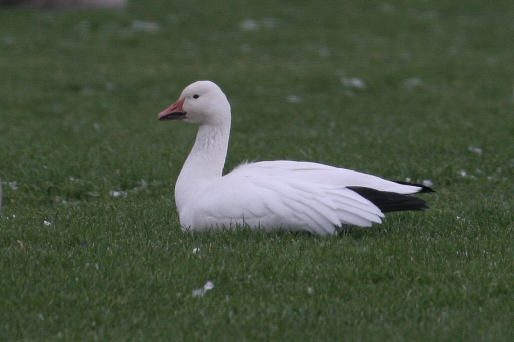 Snow Goose - ML49646331