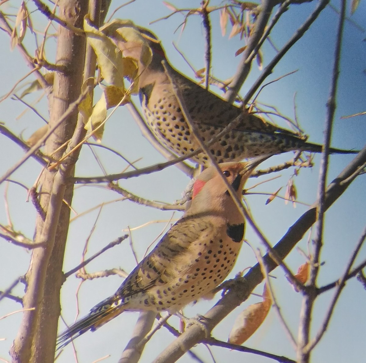 Northern Flicker - ML496464811