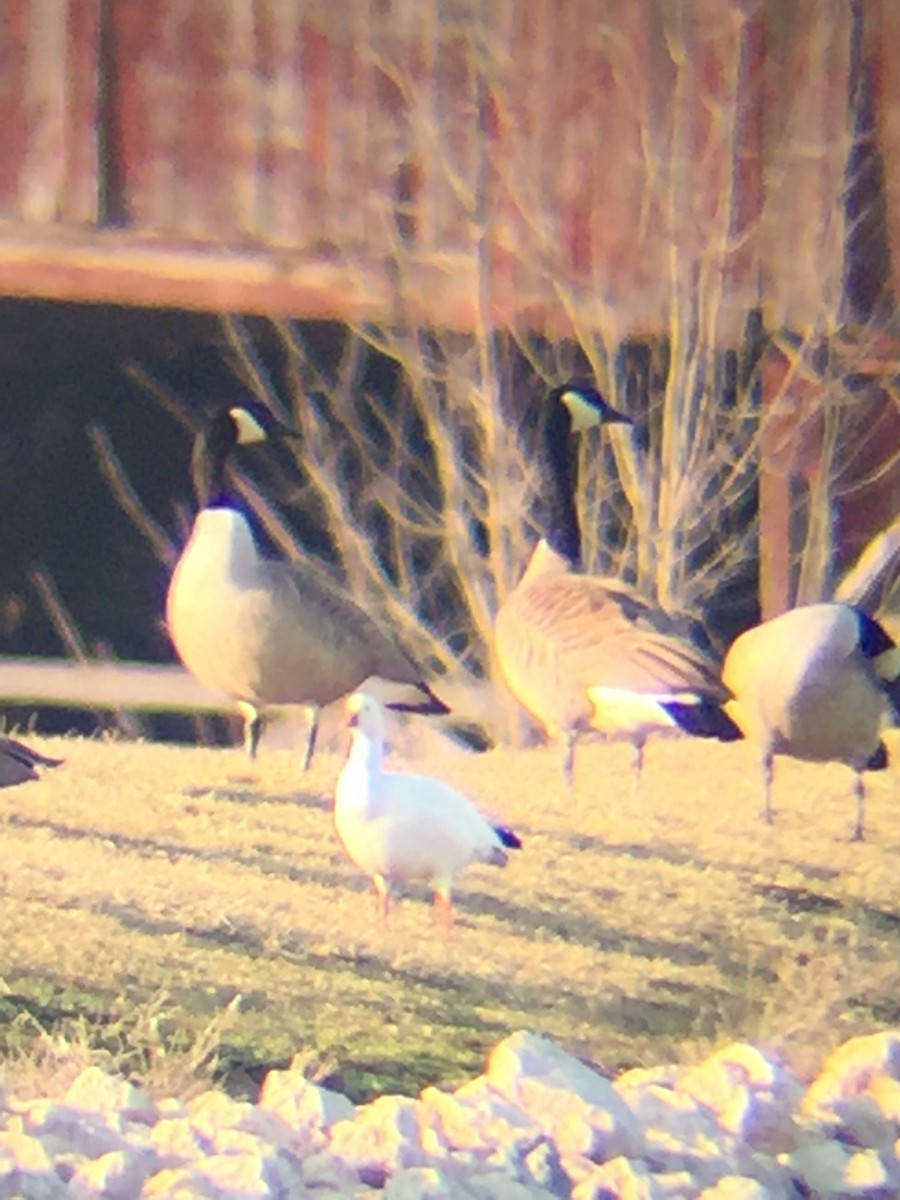 Ross's Goose - Jeff Kunitzer