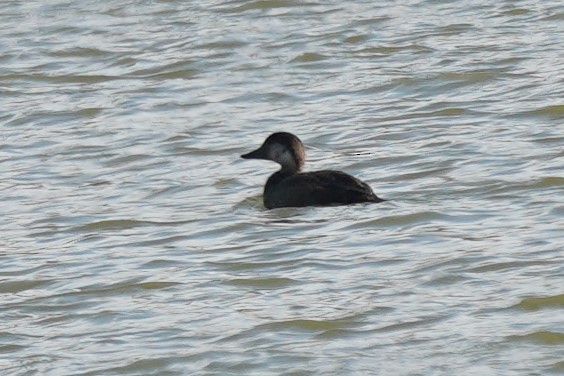 Black Scoter - ML496466571