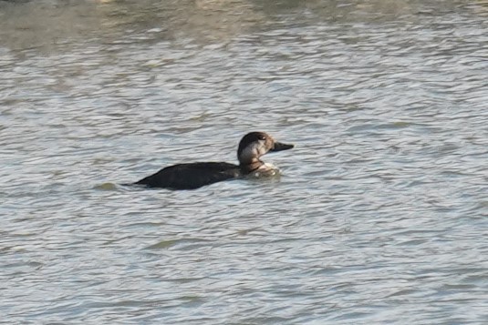 Black Scoter - ML496466621