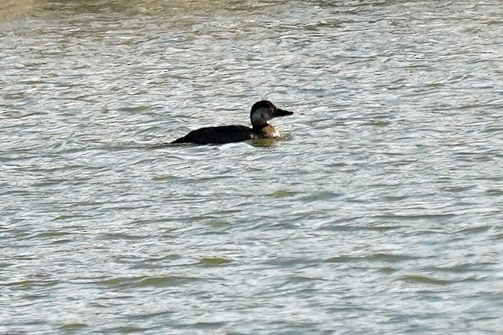 Black Scoter - ML496466631