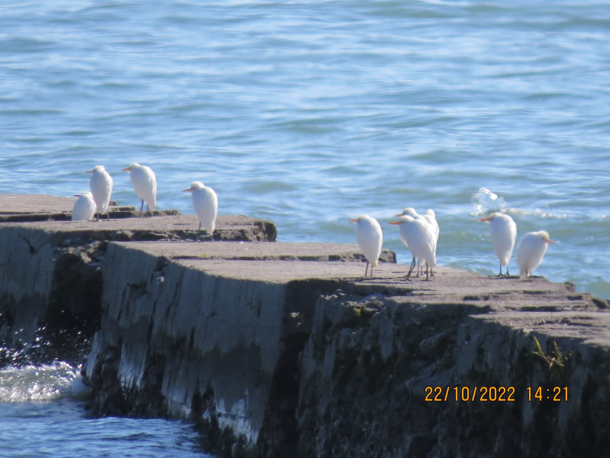 Western Cattle Egret - ML496468081