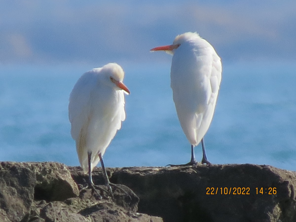 Western Cattle Egret - Diana Werezak