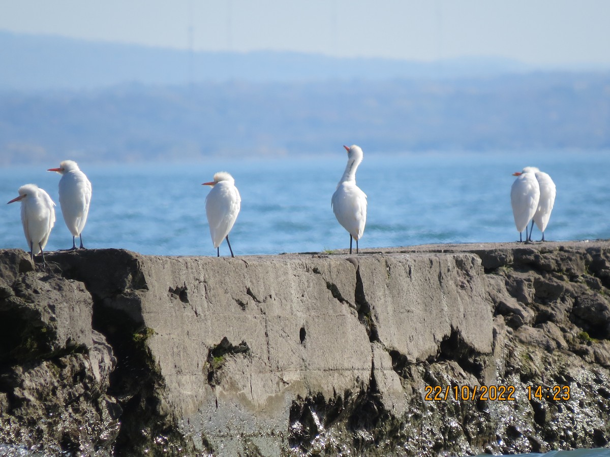 Western Cattle Egret - ML496468711