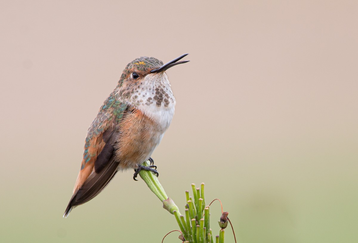 Allen's Hummingbird - ML496468721