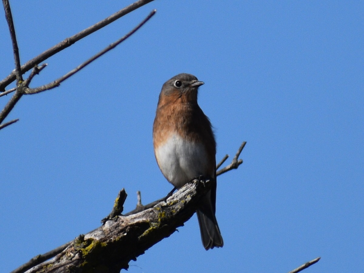 Eastern Bluebird - ML496469031