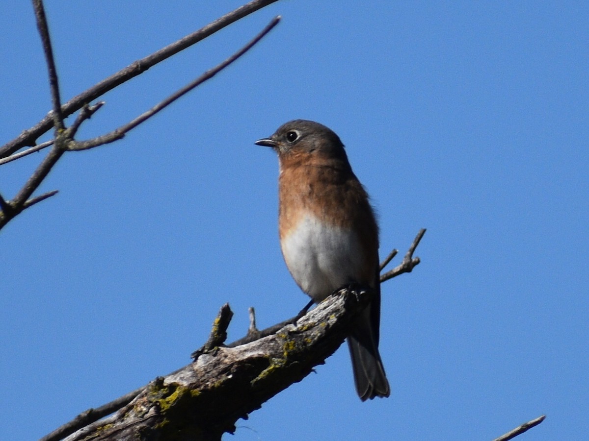 Eastern Bluebird - ML496469081