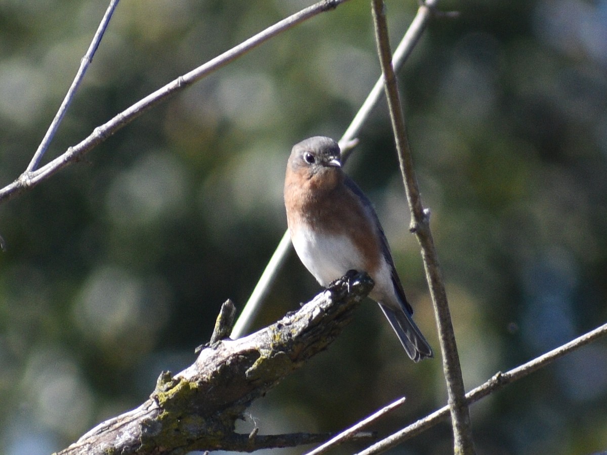 Eastern Bluebird - ML496469101