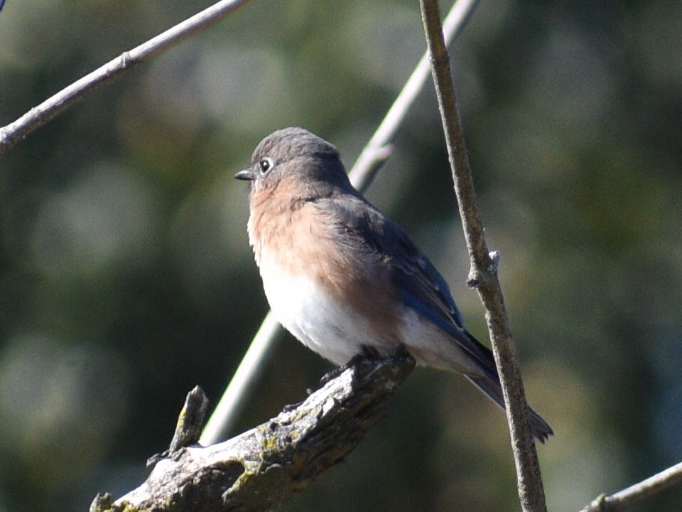 Eastern Bluebird - ML496469151