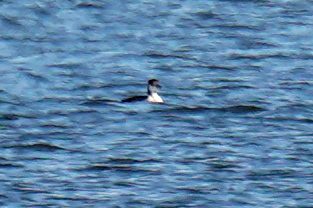 Red-necked Grebe - ML496469651