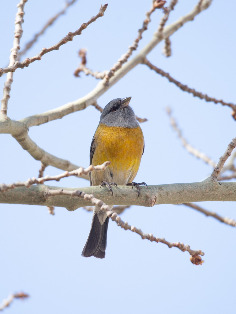 Gray-hooded Sierra Finch - ML496471161