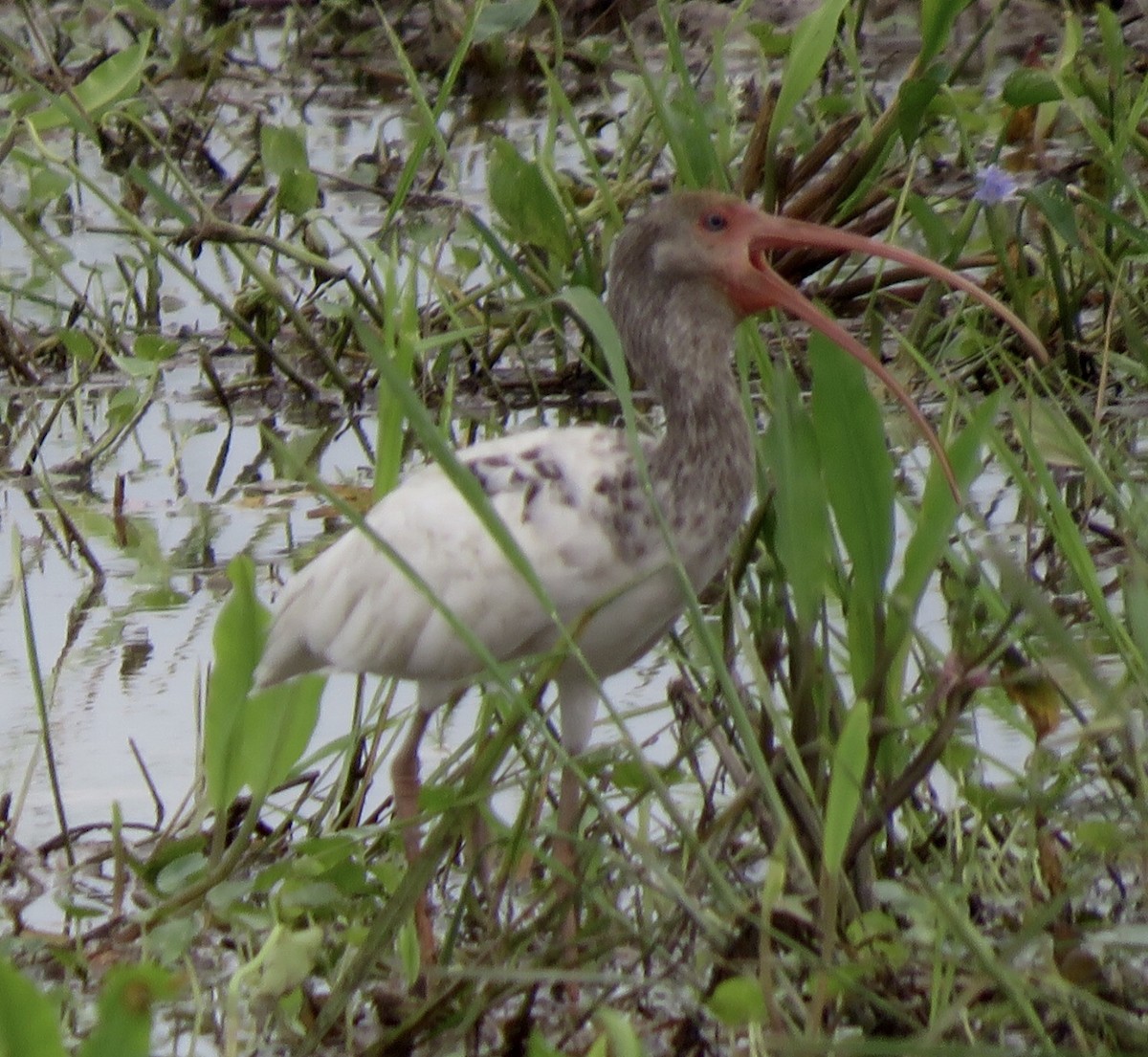 White Ibis - ML496472371