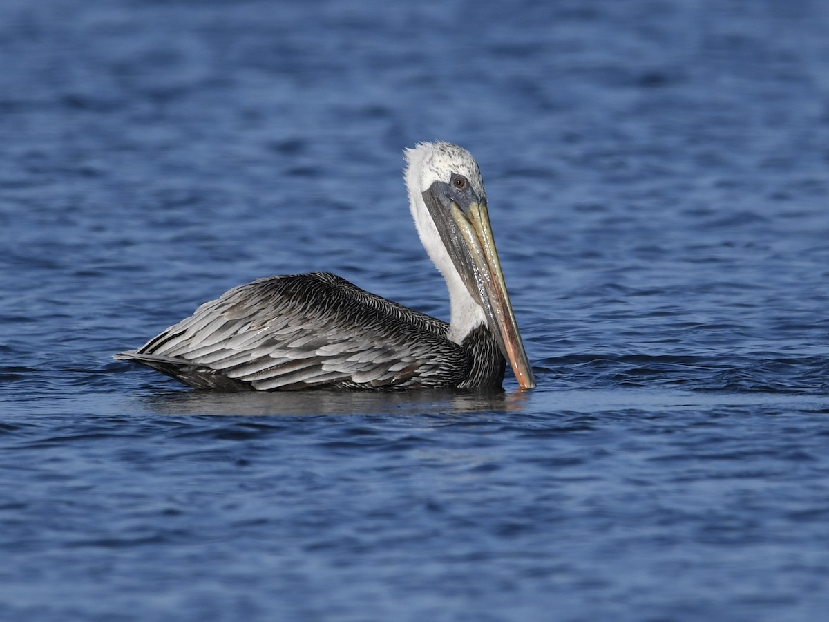 Brown Pelican - ML496472871