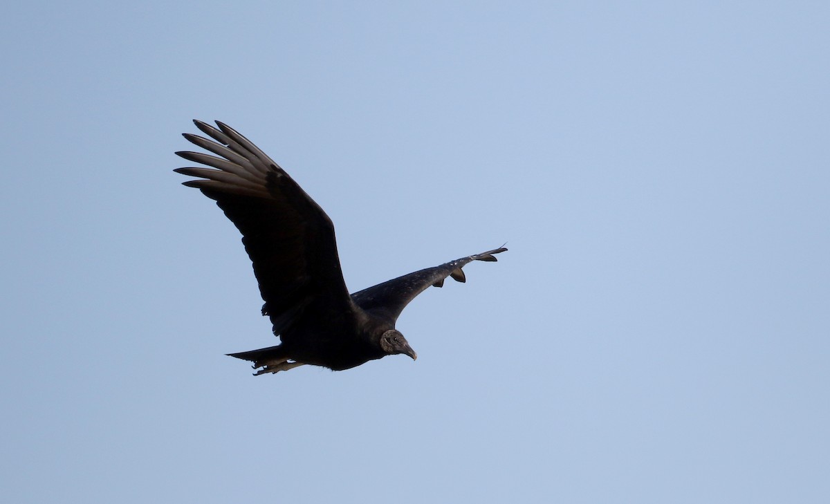 Black Vulture - Jay McGowan