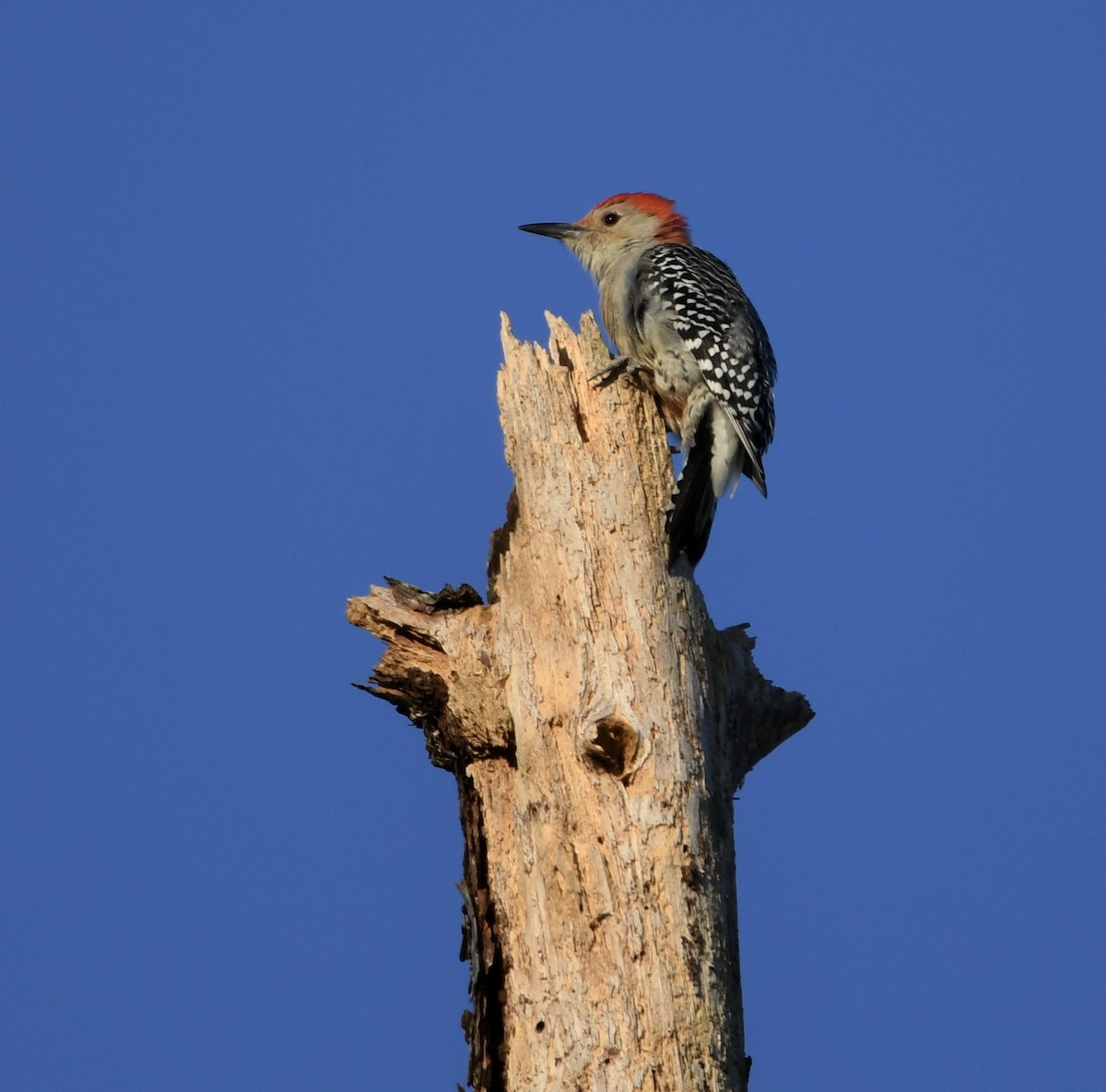 Red-bellied Woodpecker - ML496474251