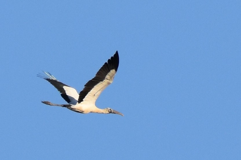 Wood Stork - Matt Nelson