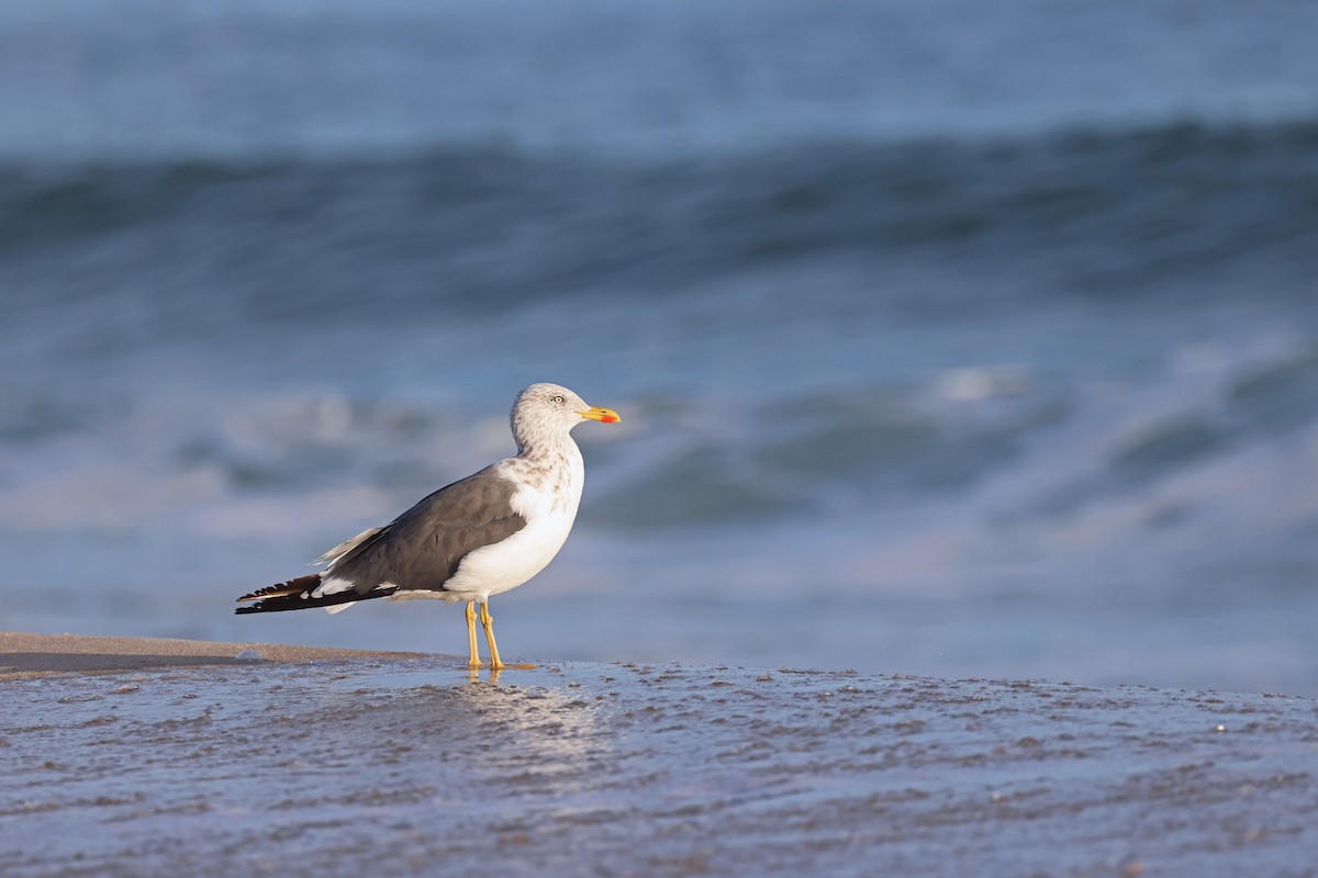 Lesser Black-backed Gull - ML496475631