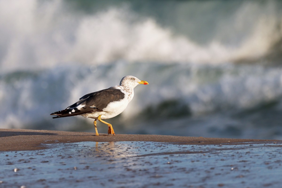 Lesser Black-backed Gull - ML496475641