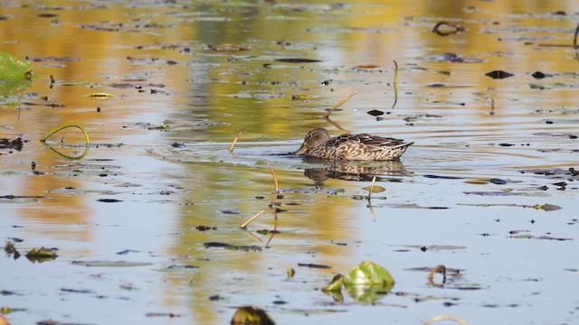 Blue-winged Teal x Northern Shoveler (hybrid) - ML496476131