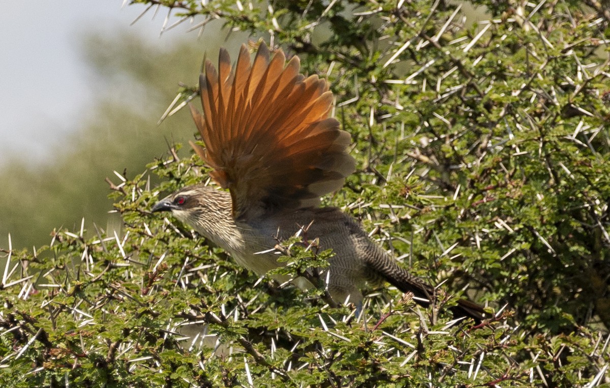 White-browed Coucal - ML496477351