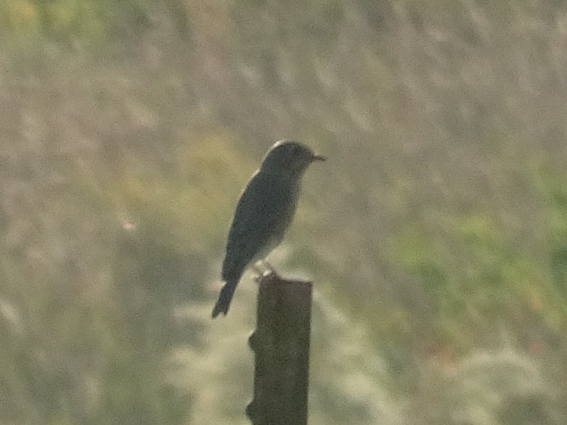 Eastern Bluebird - ML496477671