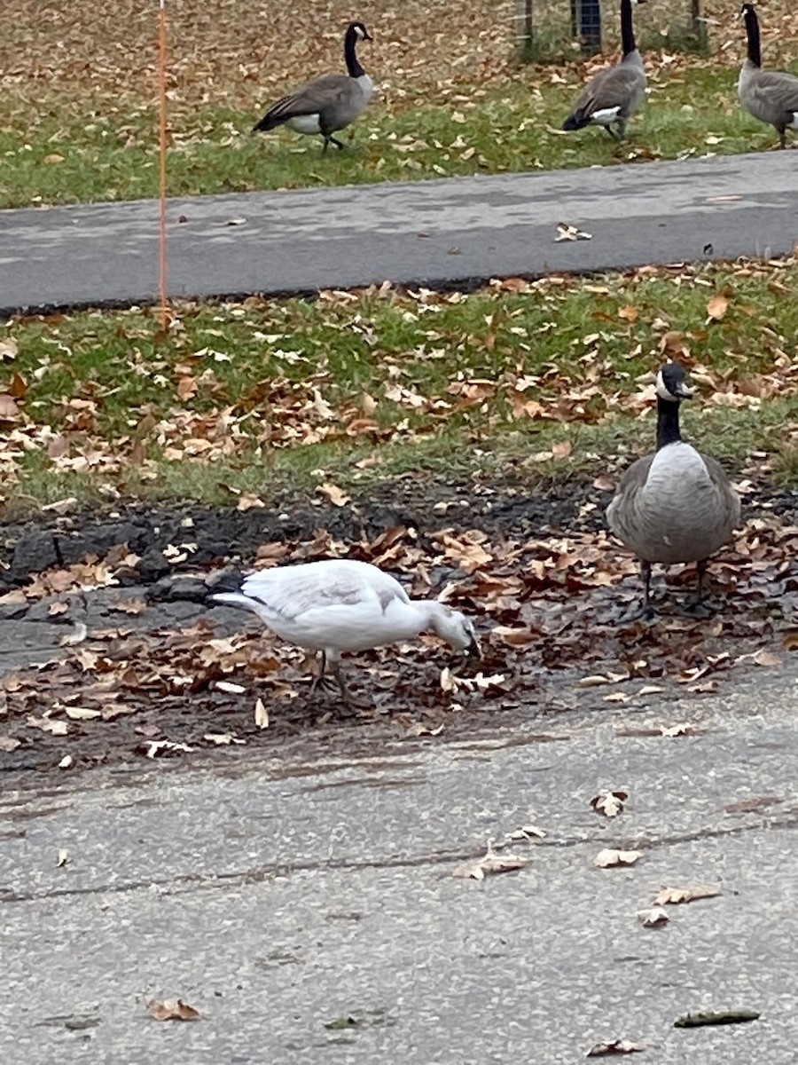 Ross's Goose - ML496478501