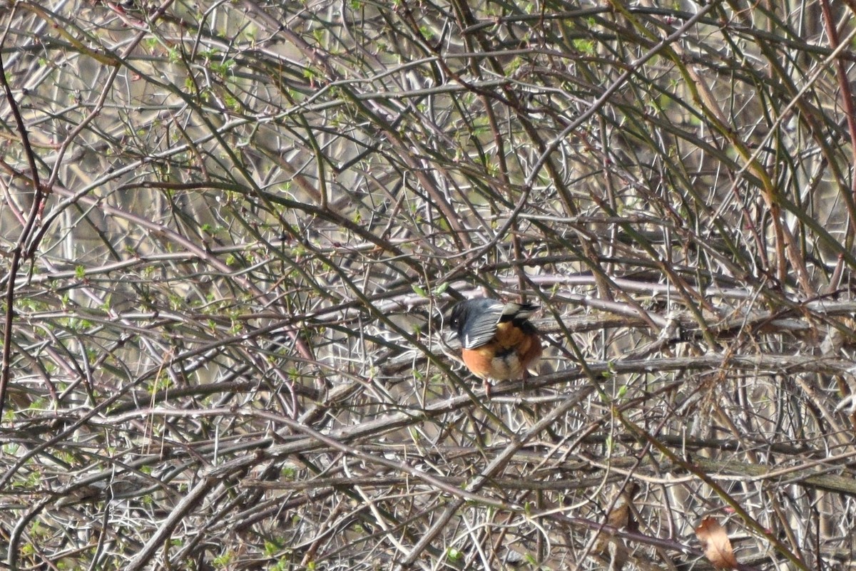 Eastern Towhee - irina shulgina