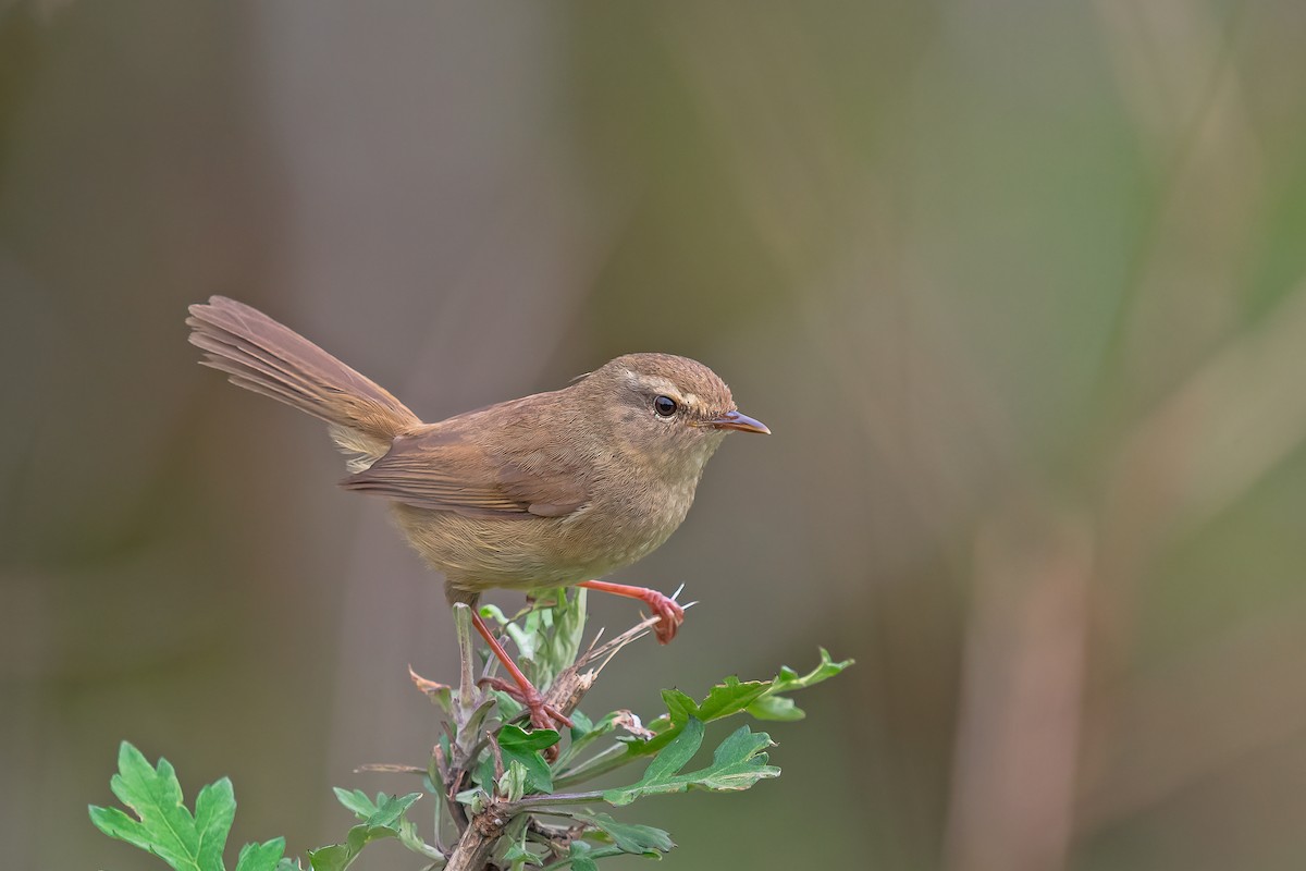 Brownish-flanked Bush Warbler - ML496479951
