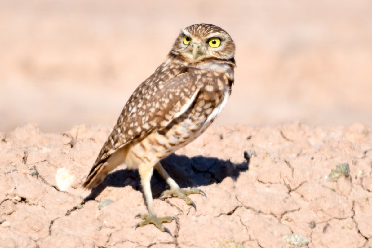 Burrowing Owl - Jean Needham