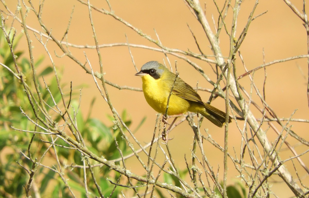 Southern Yellowthroat - Luis Vescia