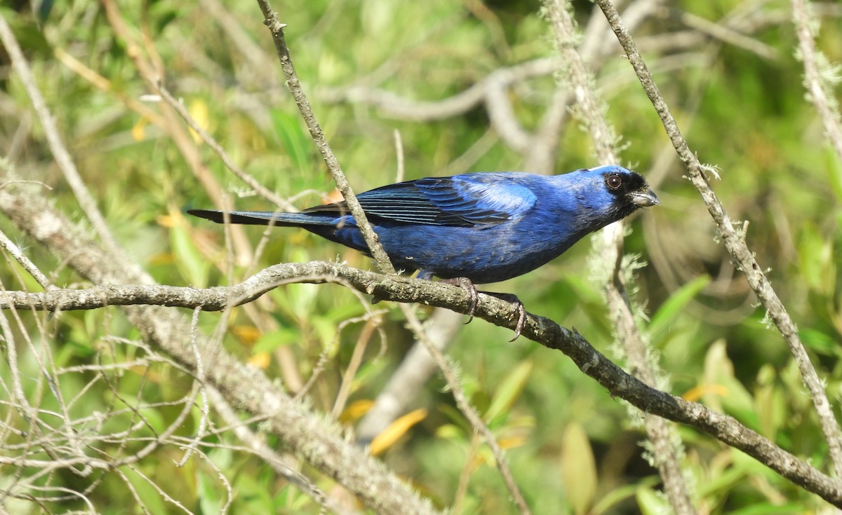 Diademed Tanager - Luis Vescia