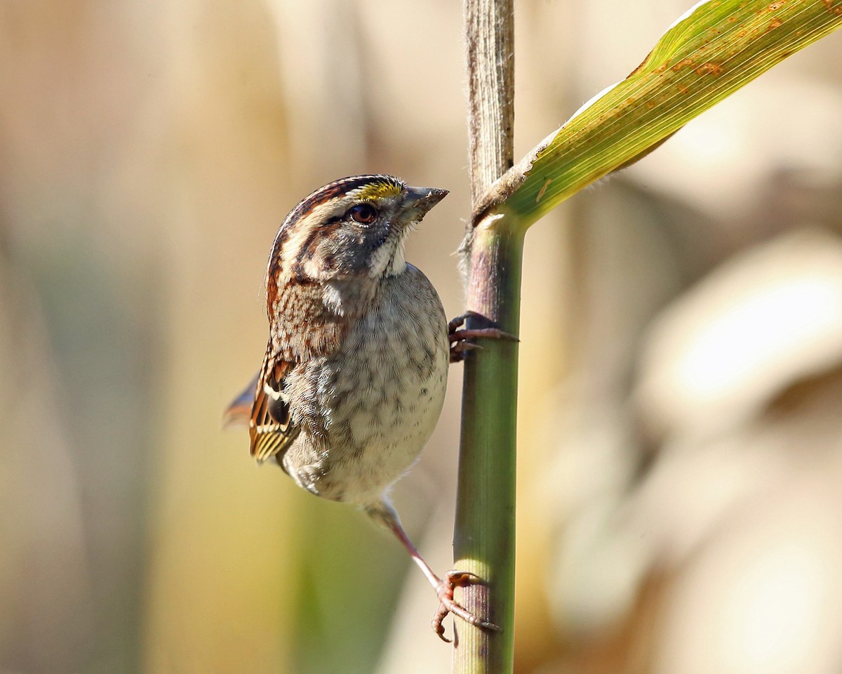 White-throated Sparrow - ML496483081