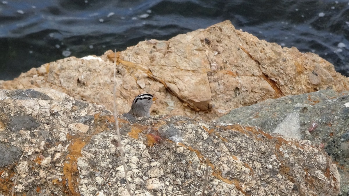 White-crowned Sparrow - ML496483121