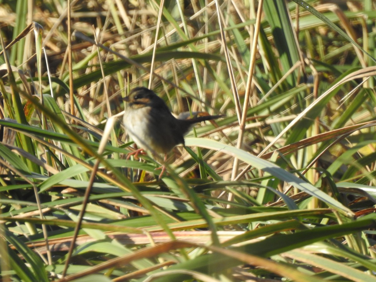 Swamp Sparrow - ML496483181