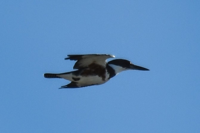 Belted Kingfisher - Jean Needham