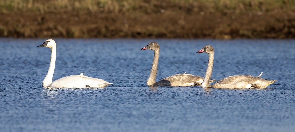 Cygne trompette - ML496484921