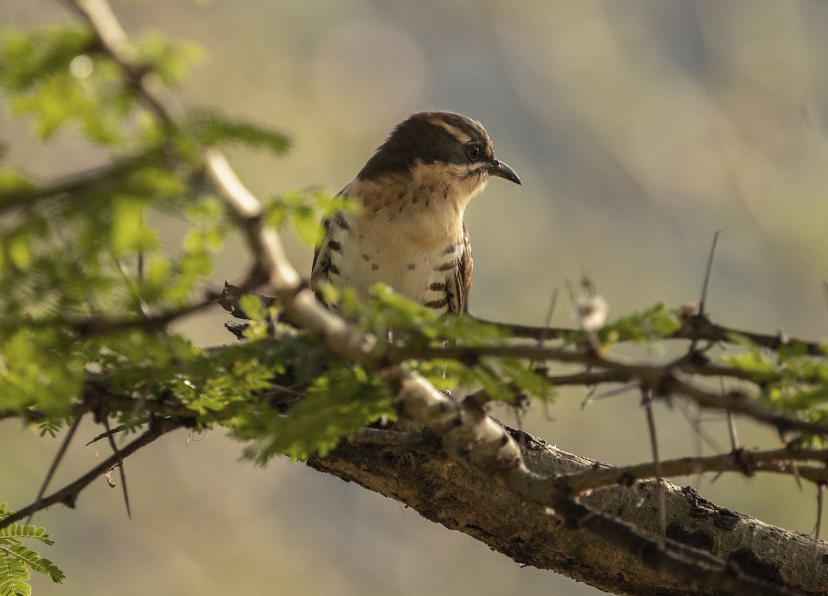 Dideric Cuckoo - John L