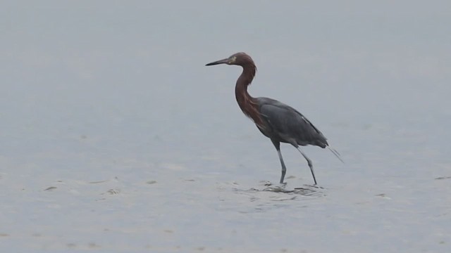 Reddish Egret - ML496487421