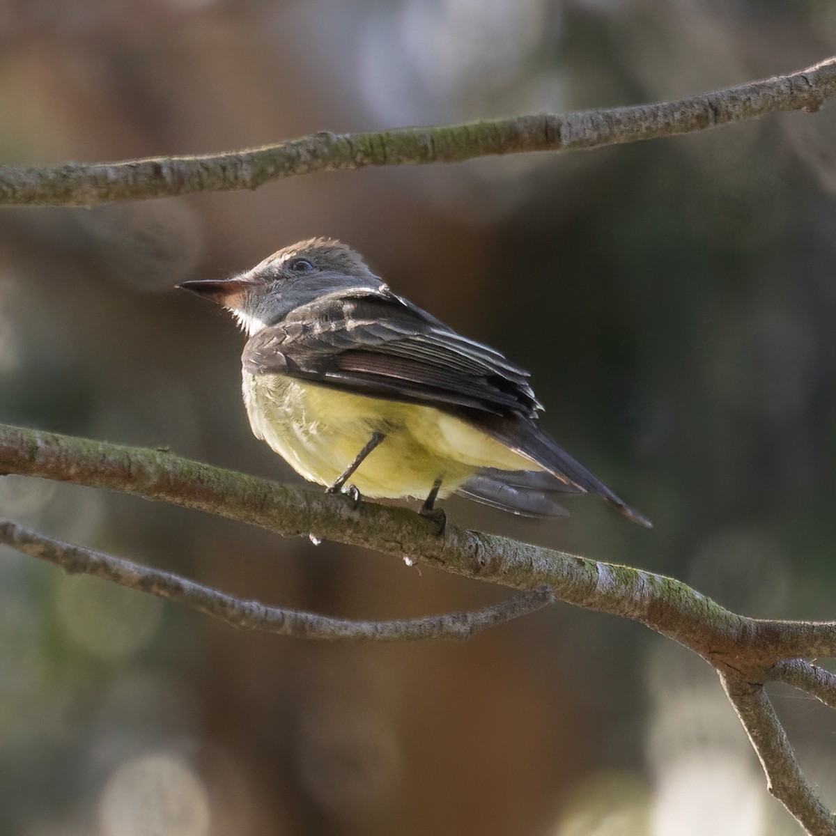 Great Crested Flycatcher - ML496488521