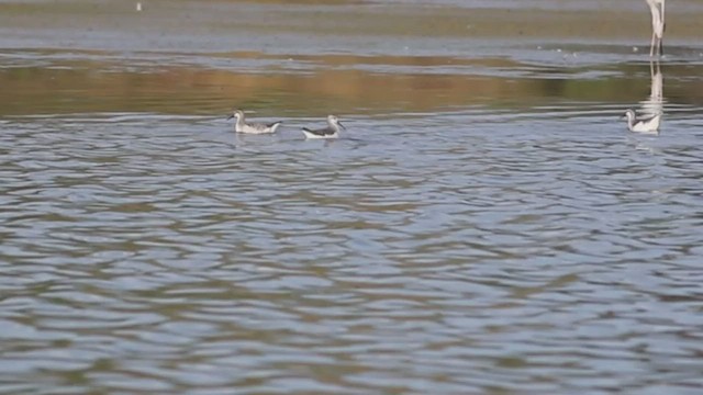 Falaropo Tricolor - ML496488711