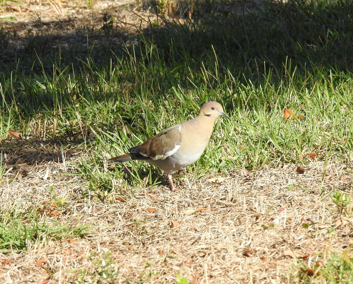 White-winged Dove - ML496489321