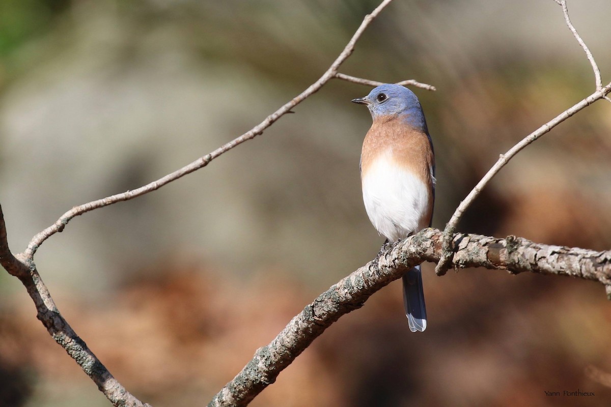 Eastern Bluebird - Yann Ponthieux