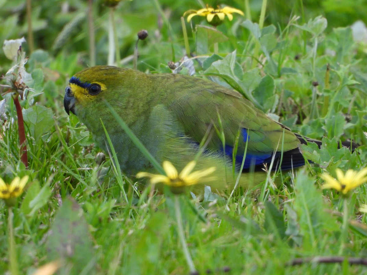 Periquito Crisóstomo - ML496490081