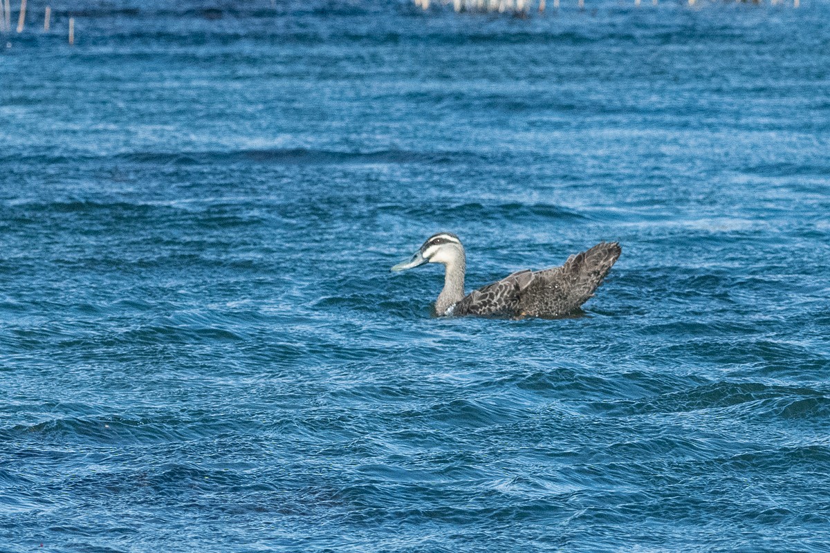 Pacific Black Duck/Mallard - ML496491431