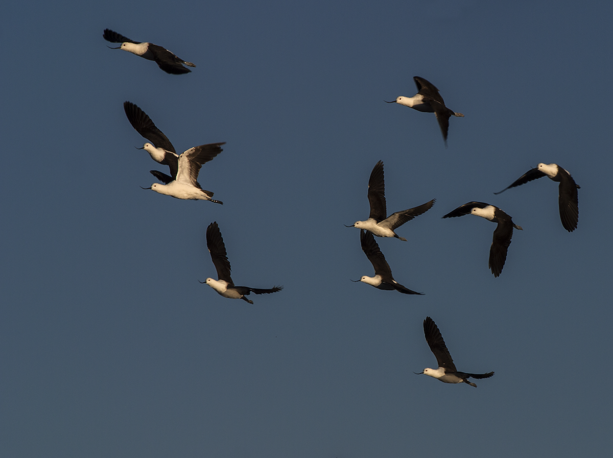 Andean Avocet - ML49649211