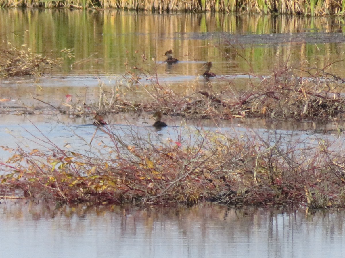 Hooded Merganser - ML496492791